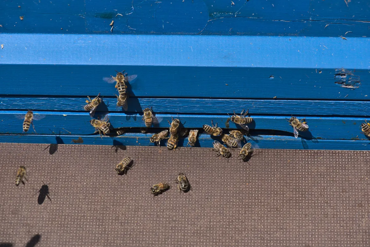 زنبور عسل Apis mellifera روی گل؛ منبع گرده و پروتئین‌های مرتبط